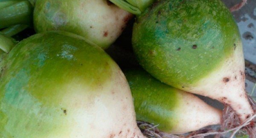 Jak zasadit a pěstovat čínskou ředkev lobo?